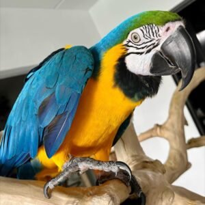 MACAW PARROT