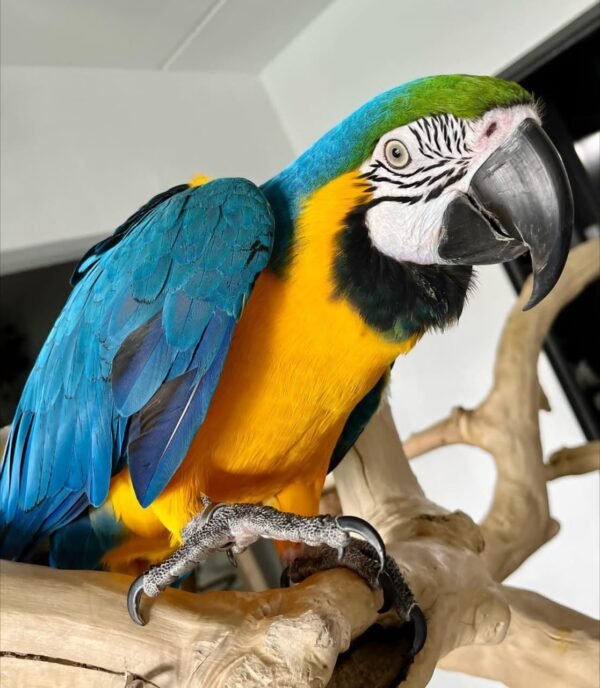 MACAW PARROT