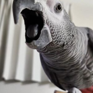 Congo African grey parrot