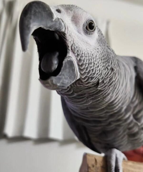 Congo African grey parrot