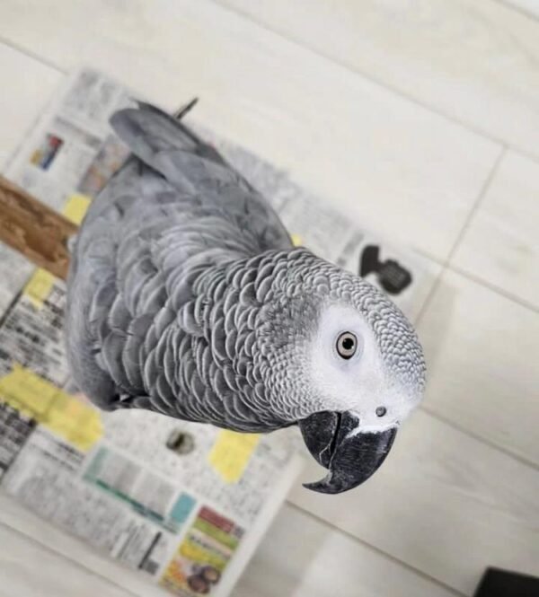 Congo African grey parrot