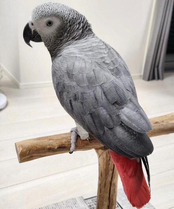 Congo African grey parrot