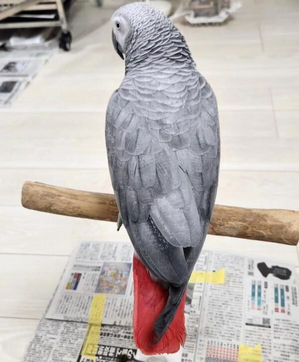 Congo African grey parrot