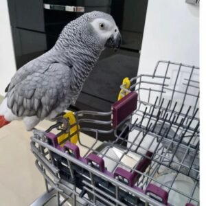 Baby Timneh African Grey