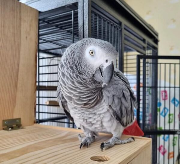 Baby Timneh African Grey