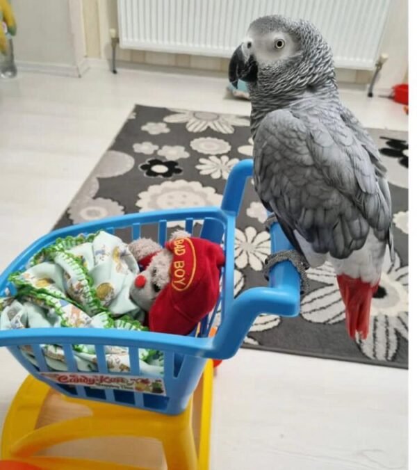 Baby Timneh African Grey