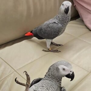 African Grey