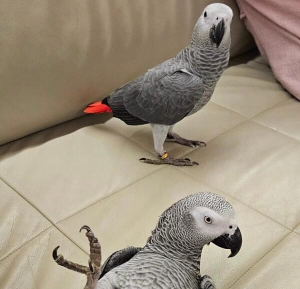 African Grey