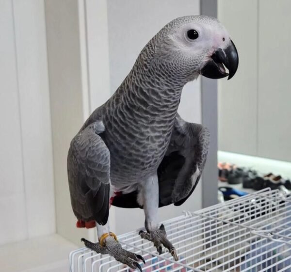 African Grey