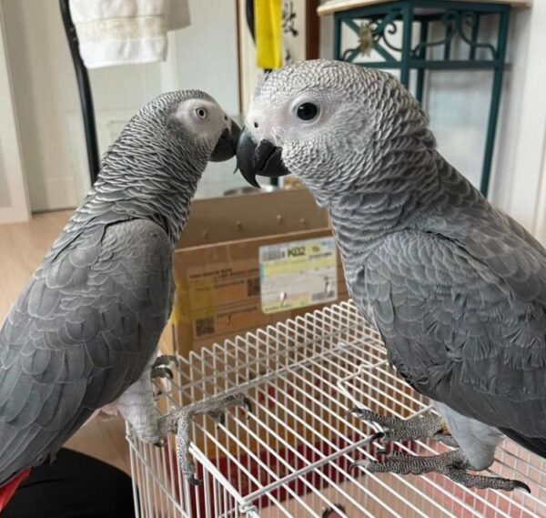 African Grey