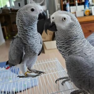 African Grey