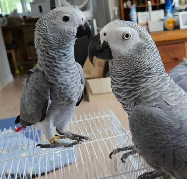 African Grey