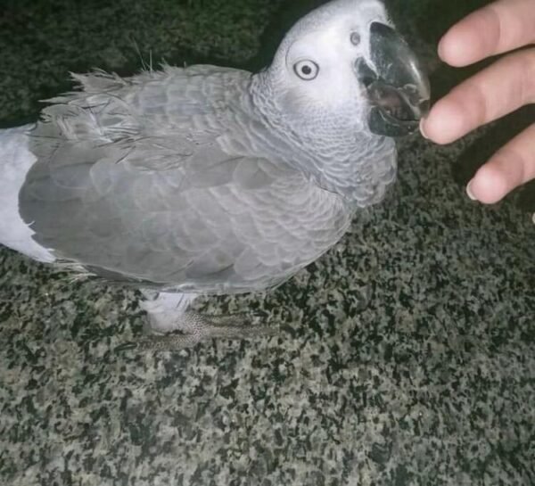 Baby African Grey Parrot