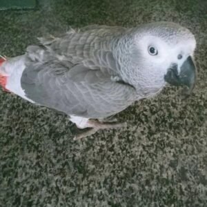 Baby African Grey Parrot