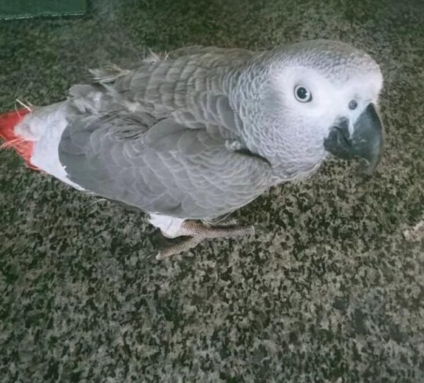 Baby African Grey Parrot