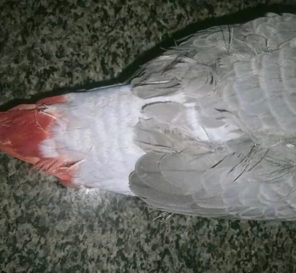 Baby African Grey Parrot