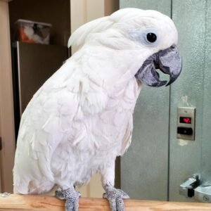 Caparrotua Cockatoo