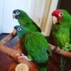 Babies Hahns Macaws