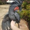 black palm cockatoo