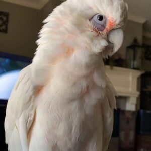 cockatoo