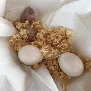 Conure Eggs