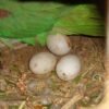 alexandrine parrot eggs