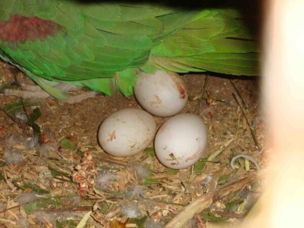 alexandrine parrot eggs