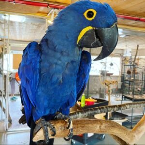 Hyacinth Macaw For Sale-parrotsaviary4all