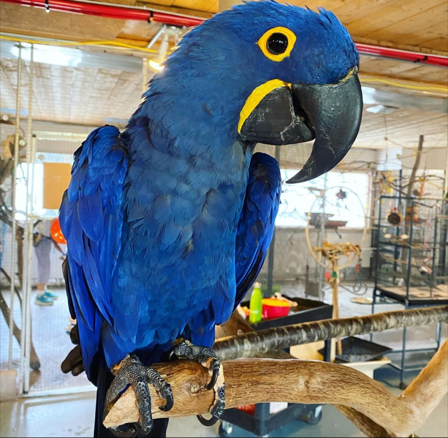 Hyacinth Macaw For Sale-parrotsaviary4all