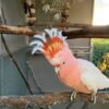 Major Mitchell Cockatoo for Sale