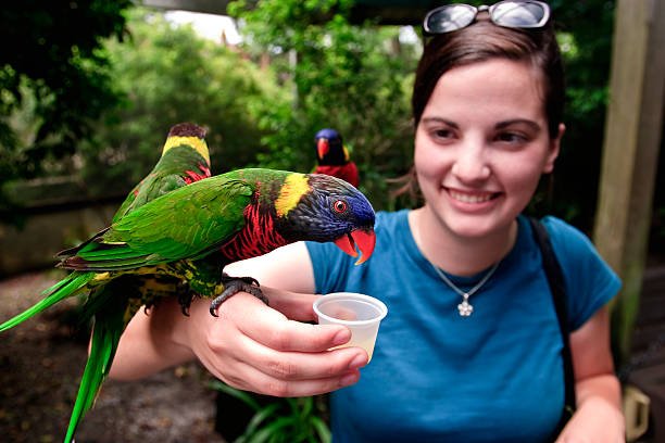 parrots for sale-avaiary parrots farm