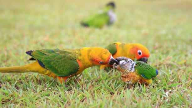 parrots for sale-avaiary parrots farm