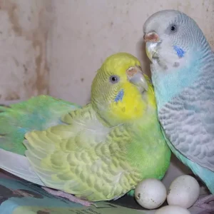 Parakeet Parrot Eggs