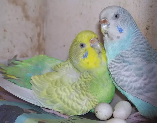 Parakeet Parrot Eggs