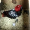 Eclectus Parrot Eggs