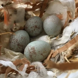 Mutation buffon macaw eggs