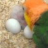 Green thiged caiques egg