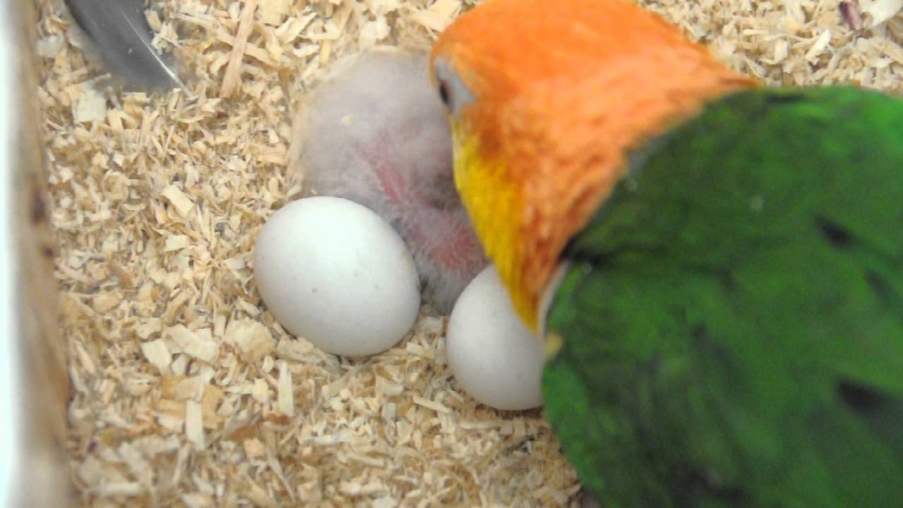 Green thiged caiques egg