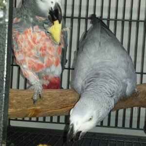 African Grey