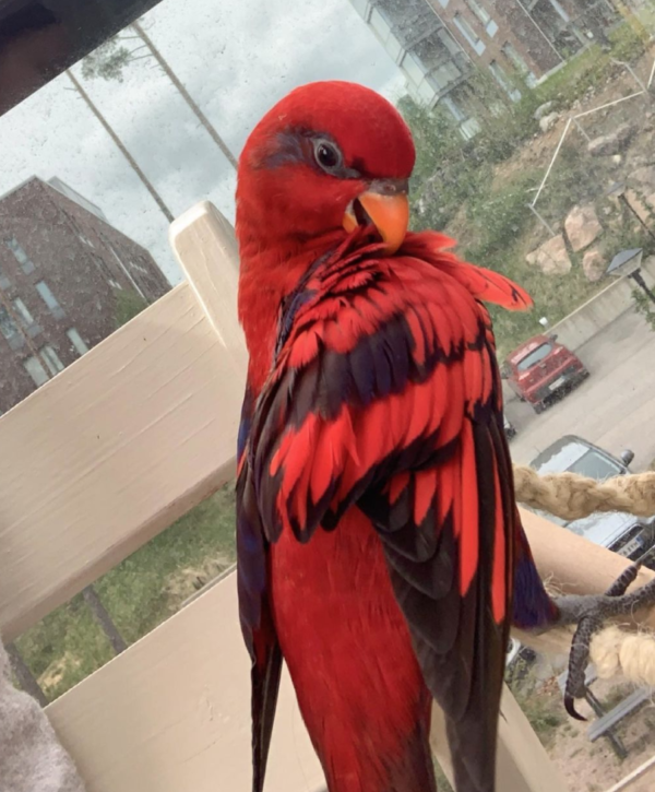 Red Lory-parrotsaviary4all